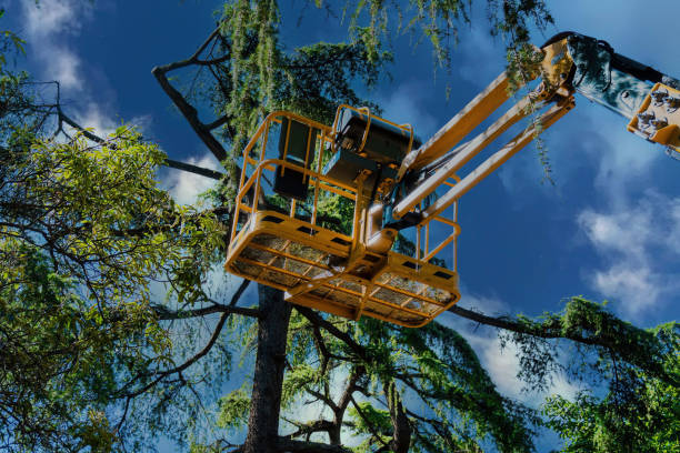 Reliable Hartford, IL Tree Removal and Landscaping Services Solutions